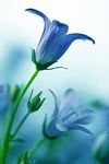 pic for  Blue Flower